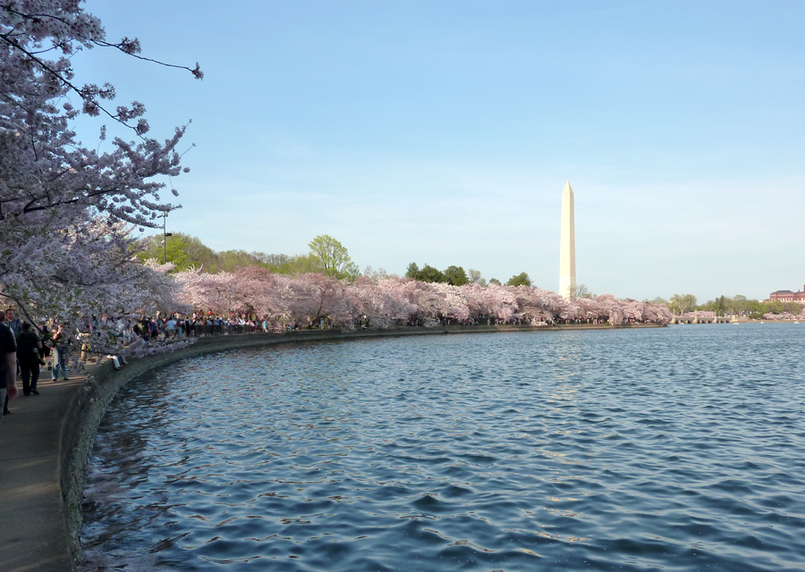 cherry_blossom_washington_monument Cherry blossoms surround the Tidal Basin, showcasing the Washington Monument in Washington, DC. Photo by Cher Skoubo, skoubographics.com. All rights reserved.