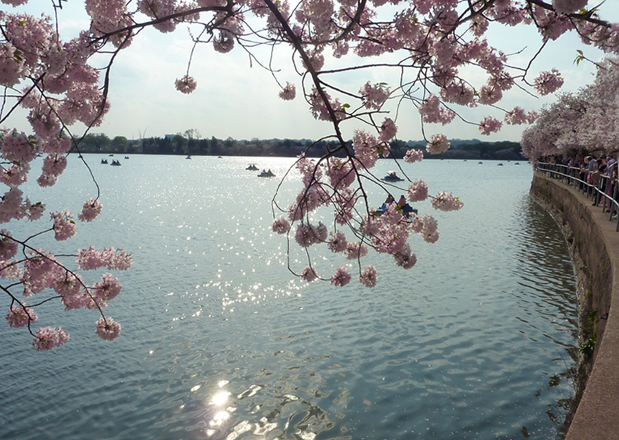 cherry_blossoms_dc_boats